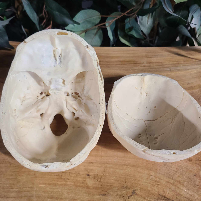 Human Skull, Medical C