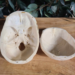 Human Skull, Medical C