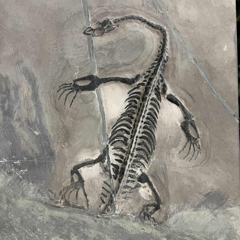 Keichousaurus Fossil Skeleton, B