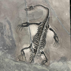 Keichousaurus Fossil Skeleton, B