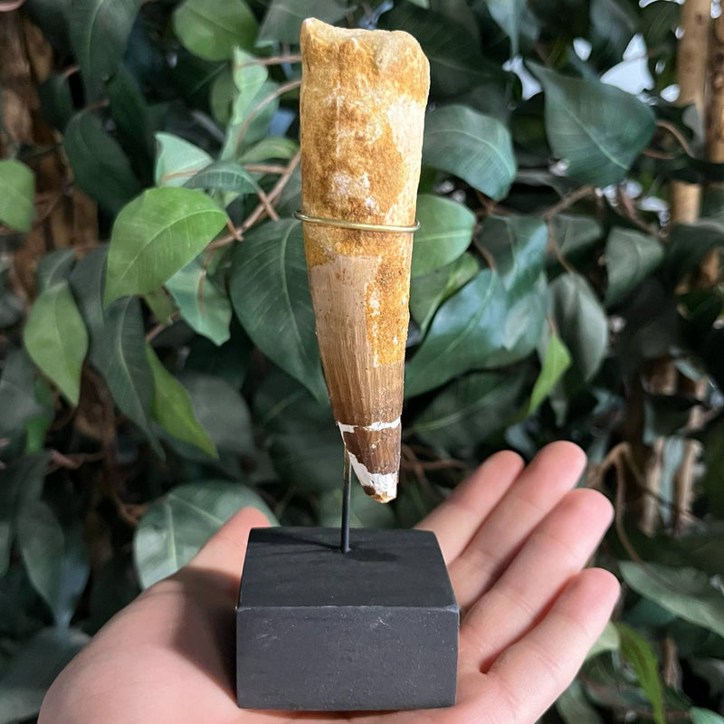 Spinosaurus Dinosaur Tooth XXL, J (4.5")