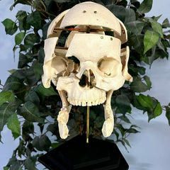 Exploded Human Skull, Beauchene (Collapsible)