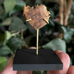 Ancient Egyptian Mummy Skull Segment J
