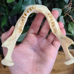 Human Jaw (Mandible) A