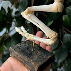 Articulated Goat Leg A (SALE)