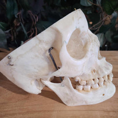 Human Skull, Medical G