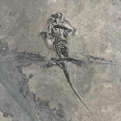 Keichousaurus Fossil Skeleton, C