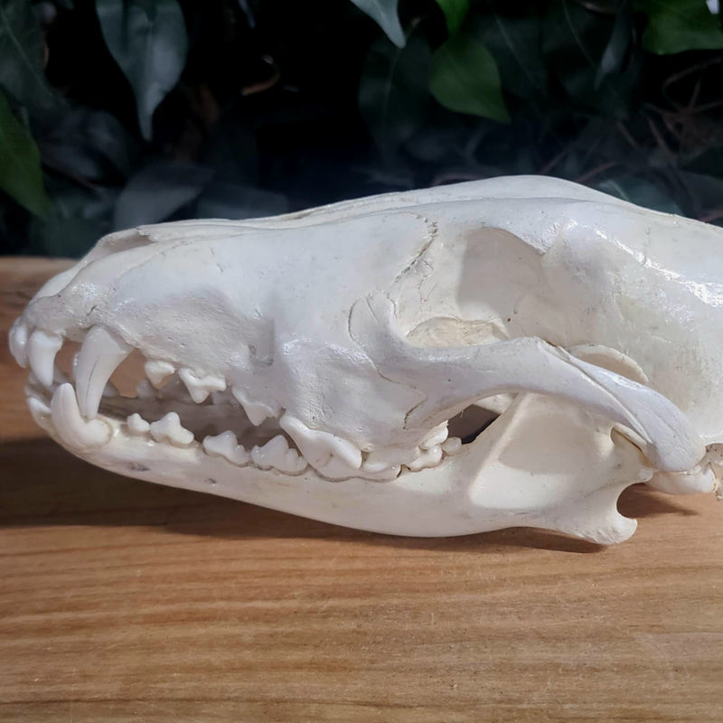 Eastern Timber Wolf Skull C