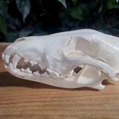 Eastern Timber Wolf Skull C