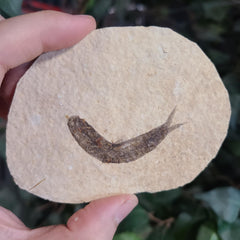 Fossil Knightia Fish, F