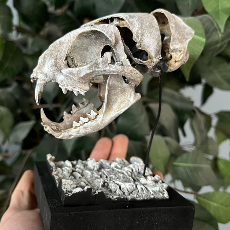 Exploded Cat Skull (Disarticulated), F