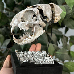 Exploded Cat Skull (Disarticulated), F