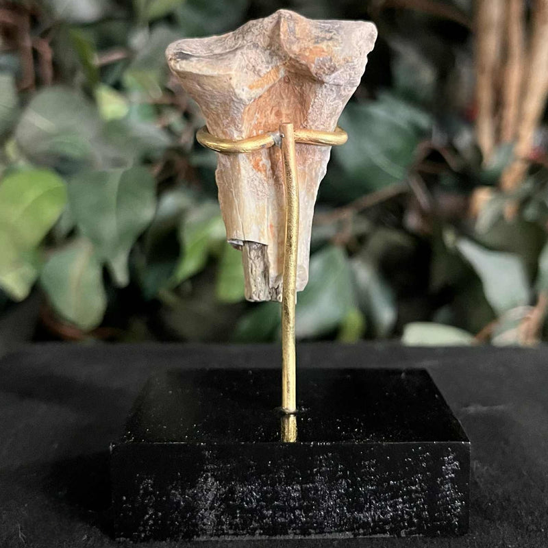 Hoplophoneus Sabertooth Leg Bone D, On Stand