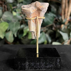 Hoplophoneus Sabertooth Leg Bone D, On Stand