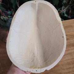 Human Skullcap, Calvaria