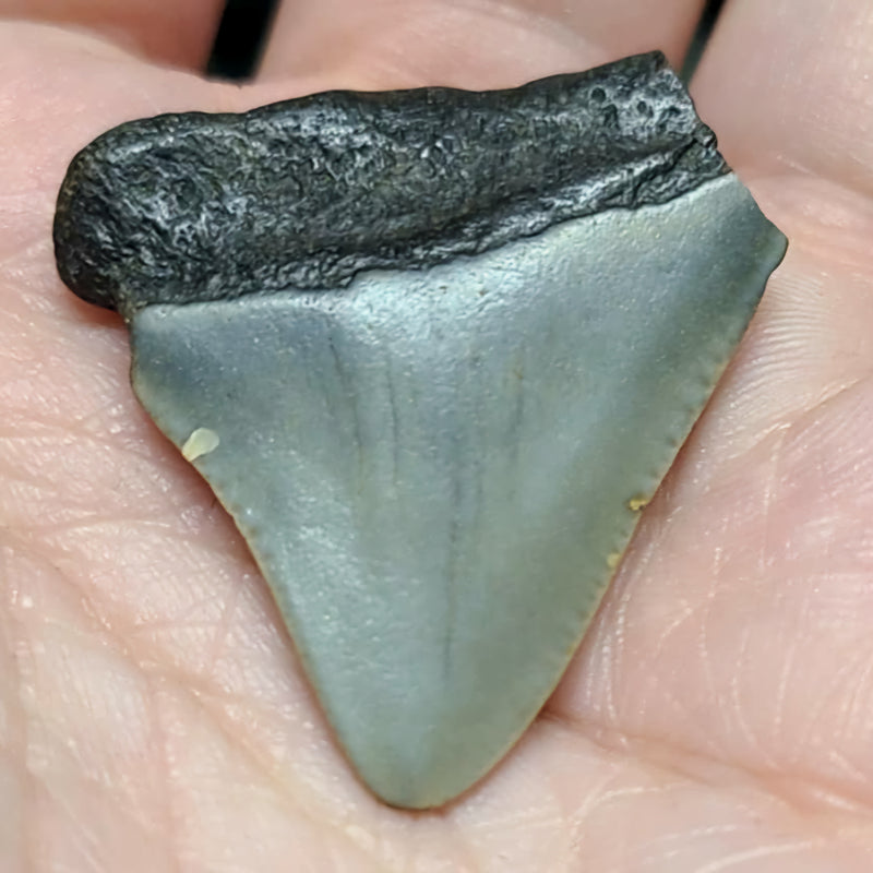 Baby Megalodon Tooth A