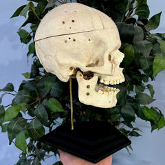 Exploded Human Skull, Beauchene (Collapsible)