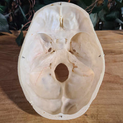 Human Skull, Medical G