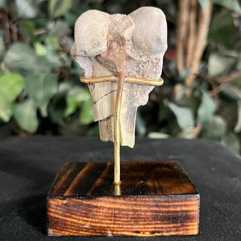 Hoplophoneus Sabertooth Leg Bone A, On Stand
