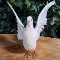 White Dove Taxidermy
