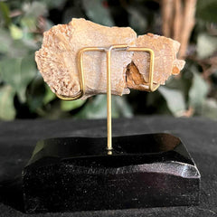 Hoplophoneus Sabertooth Jaw Bone A, On Stand