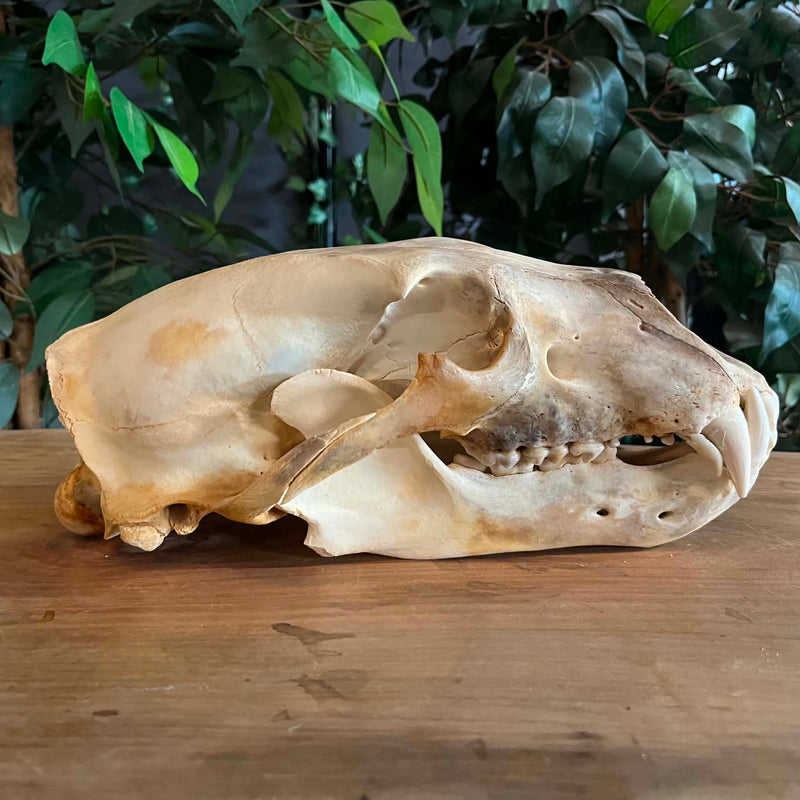 Polar Bear Skull For Sale | SkullStore Inc.
