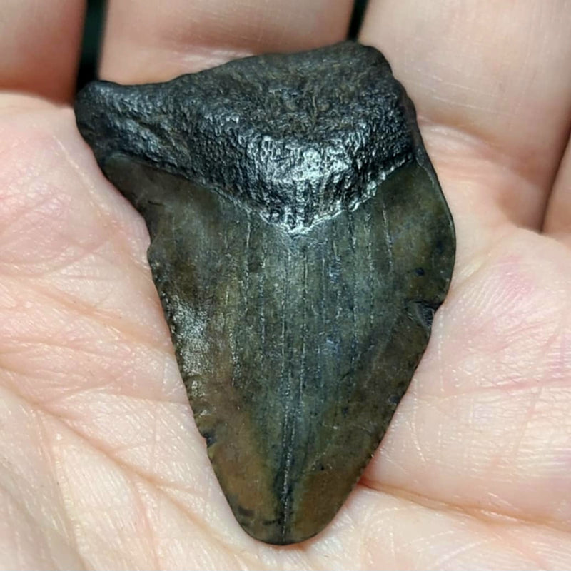 Baby Megalodon Tooth B