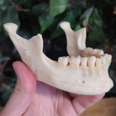 Human Jaw (Mandible) B