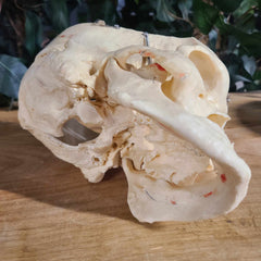 Human Skull, Medical E (Bisected, Underbite)