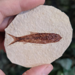 Fossil Knightia Fish, G