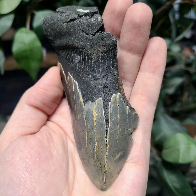 Megalodon Tooth G (4.25")