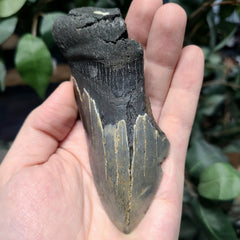 Megalodon Tooth G (4.25