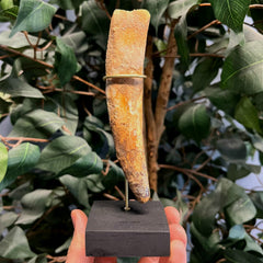 Spinosaurus Dinosaur Tooth XXL, F (5