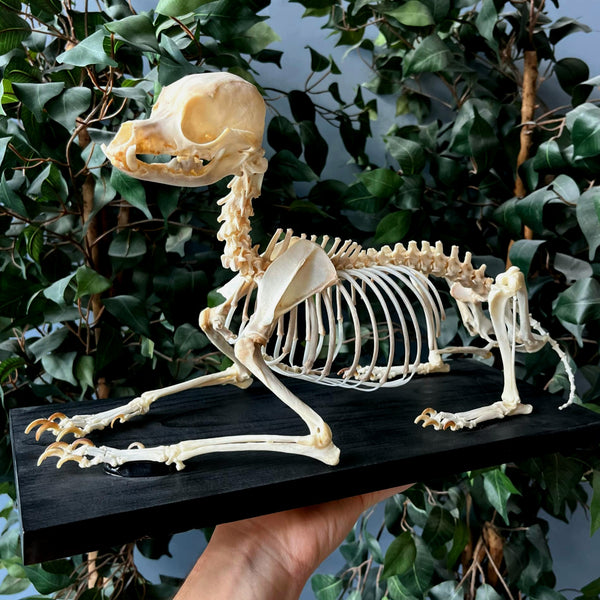 SkullStore // Buy Real Dog And Canine Skulls And Bones Online
