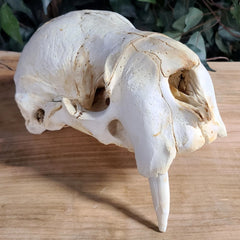 Infant Walrus Skull (Ontario Only)