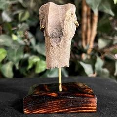 Hoplophoneus Sabertooth Leg Bone B, On Stand