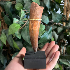Spinosaurus Dinosaur Tooth XXL, i (4.5