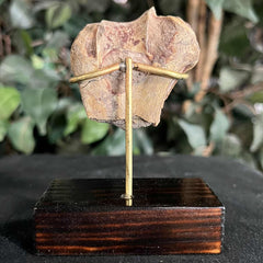 Hoplophoneus Sabertooth Humerus Bone A, On Stand
