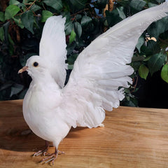 White Dove Taxidermy