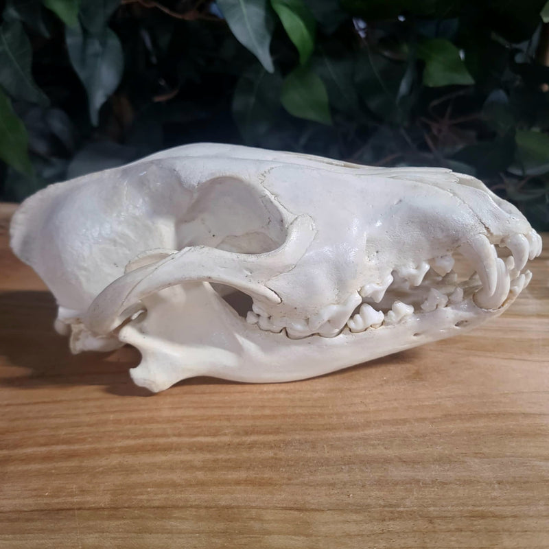 Eastern Timber Wolf Skull C