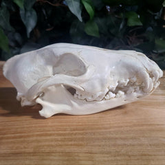 Eastern Timber Wolf Skull C