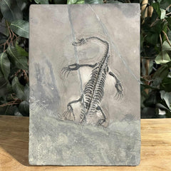 Keichousaurus Fossil Skeleton, B