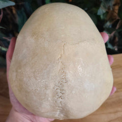 Human Skullcap, Calvaria