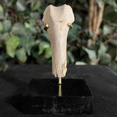 Hoplophoneus Sabertooth Leg Bone C, On Stand