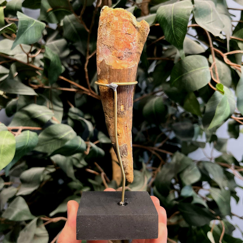 Spinosaurus Dinosaur Tooth XXL, C (5.25")