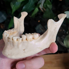 Human Jaw (Mandible) B