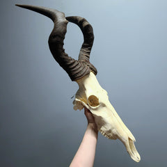 Red Hartebeest Skull XXL (Ex-Museum)