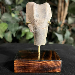 Hoplophoneus Sabertooth Leg Bone A, On Stand