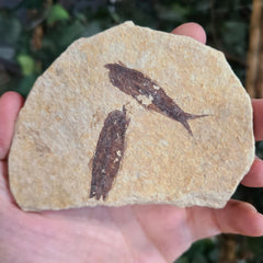 Fossil Knightia Fish, i (Double Fish)
