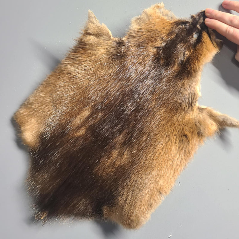 Muskrat Pelt